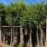 小叶榕5-15公分大量出售，基地直销