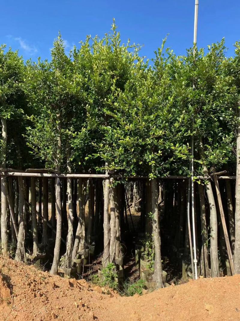 小叶榕5-15公分大量出售，基地直销