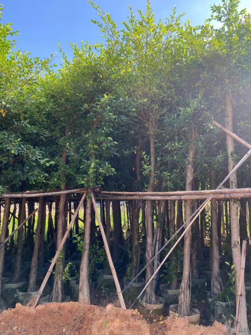 小叶榕5-15公分大量出售，基地直销