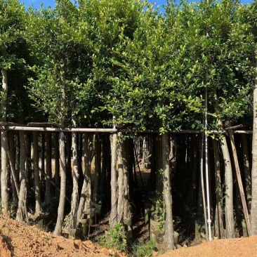 小叶榕5-15公分大量出售，基地直销