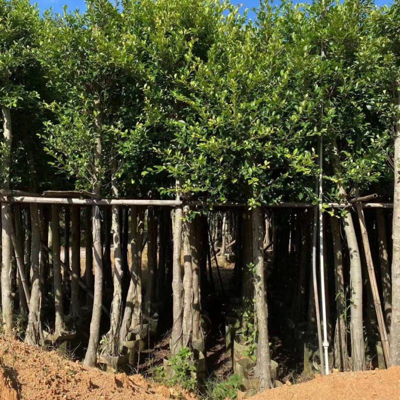 小叶榕5-15公分大量出售，基地直销