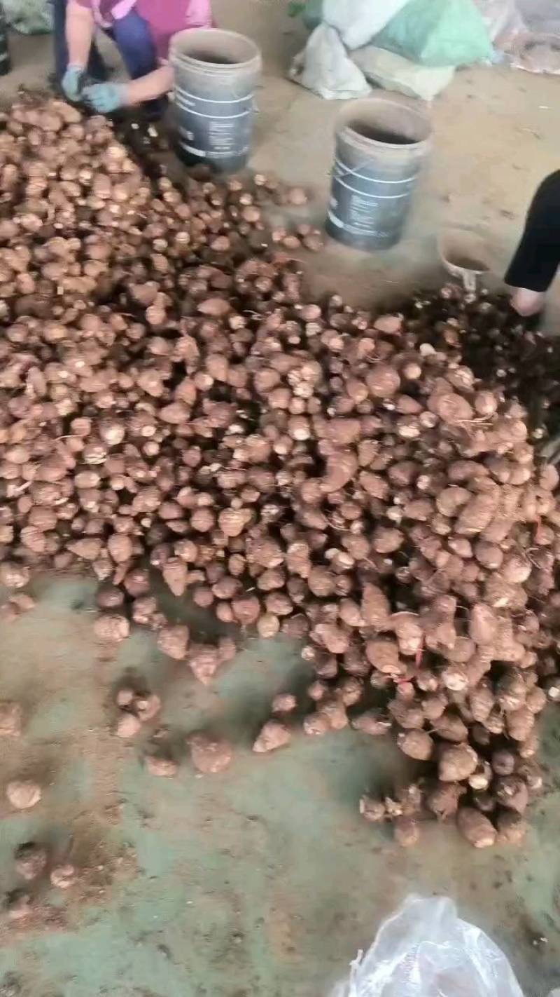 【芋头优质毛芋头8520】品质好，糯，承接电商社区。
