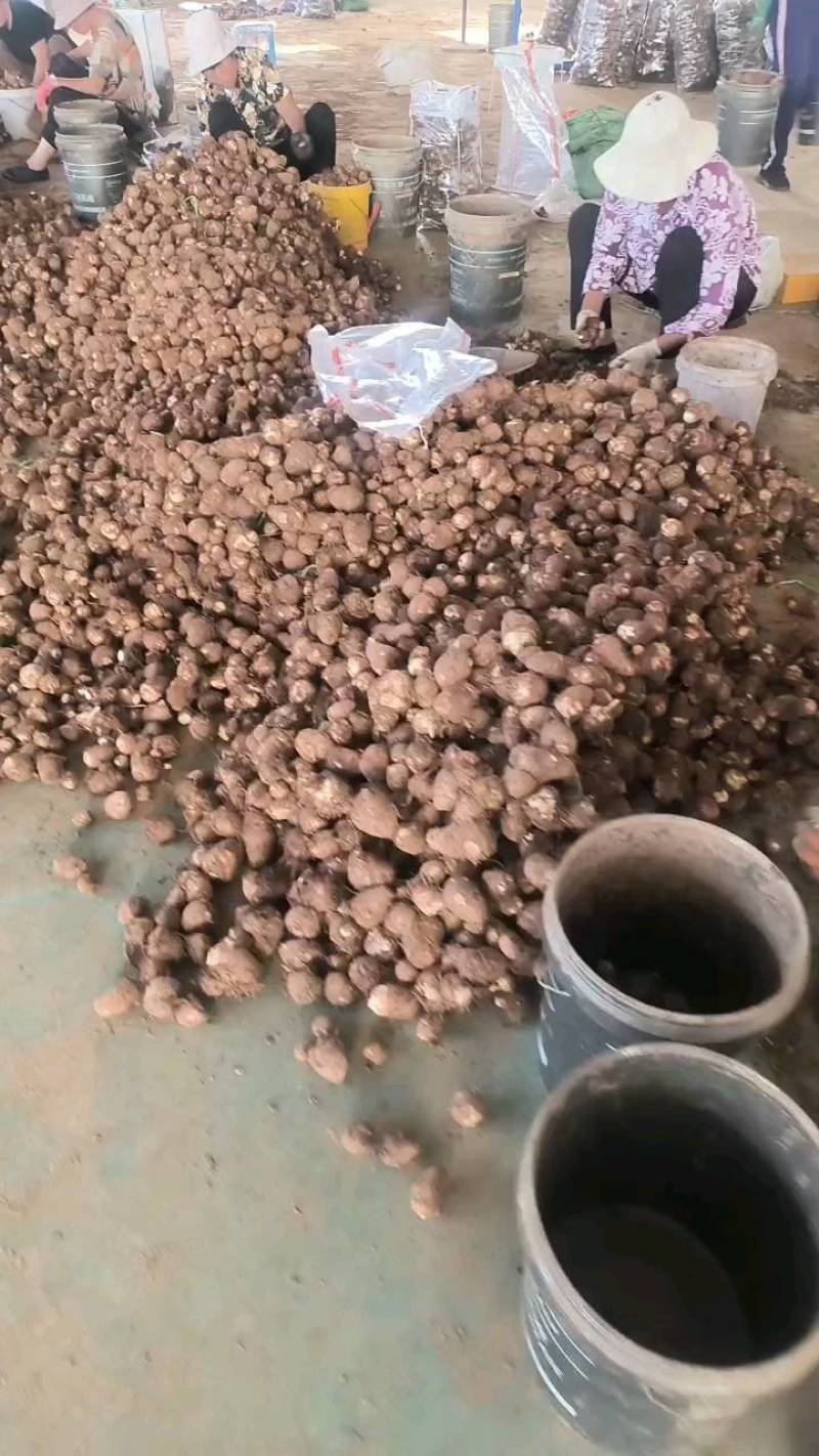 【芋头优质毛芋头8520】品质好，糯，承接电商社区。