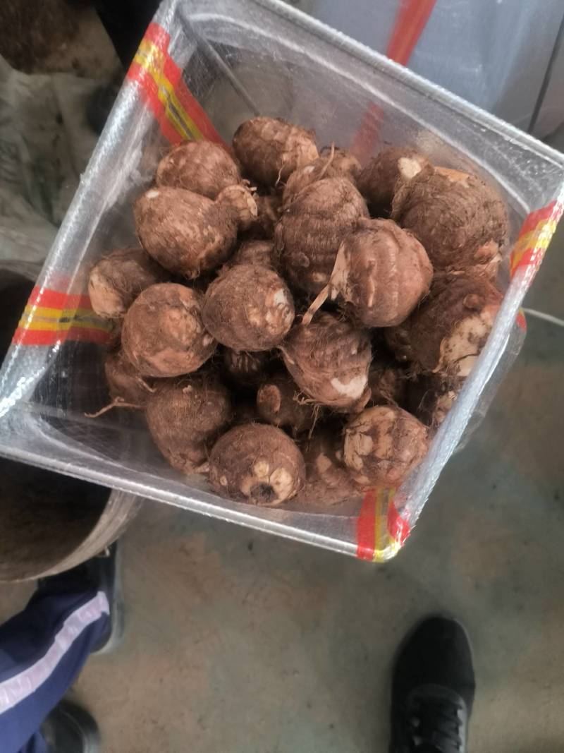 【芋头优质毛芋头8520】品质好，糯，承接电商社区。