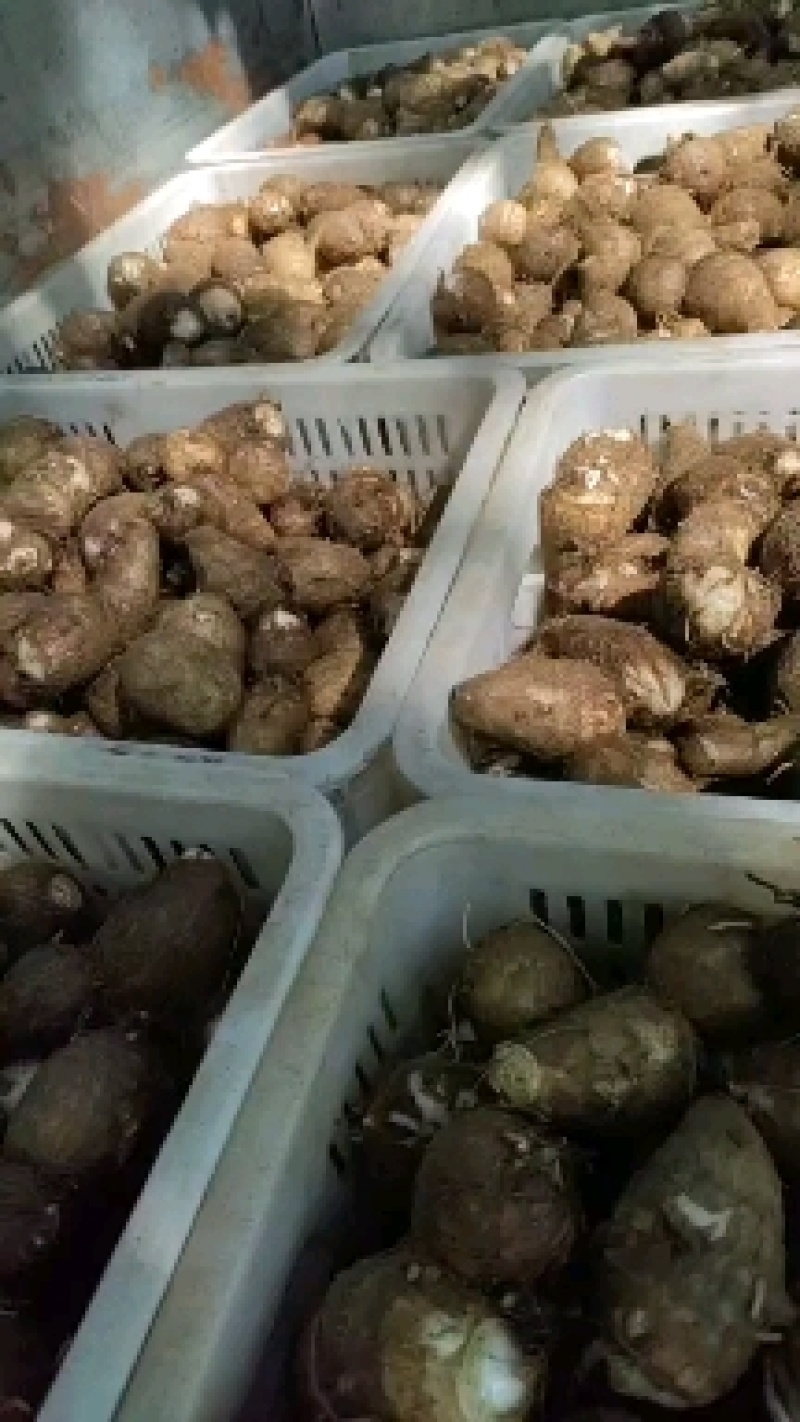 【芋头优质毛芋头8520】品质好，糯，承接电商社区。