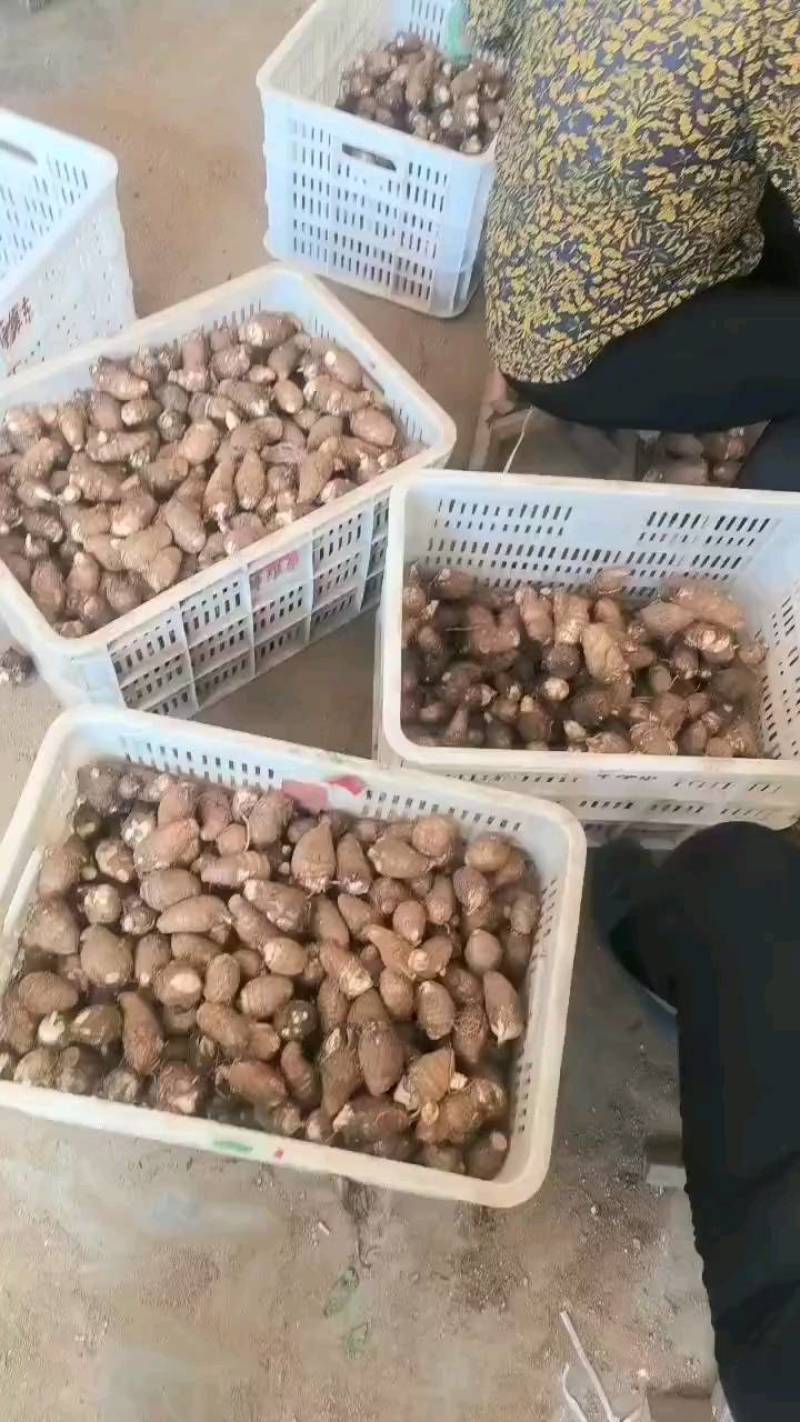 【芋头优质毛芋头8520】品质好，糯，承接电商社区。