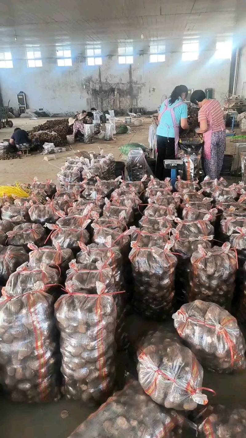 【芋头优质毛芋头8520】品质好，糯，承接电商社区。