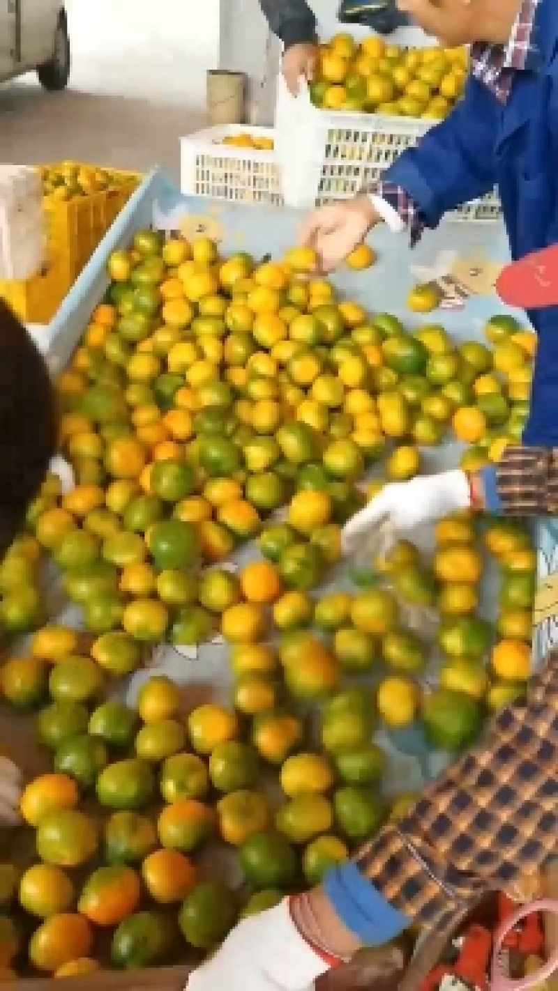 东江湖清江蜜桔大量上市欢迎咨询对接各电商批发商