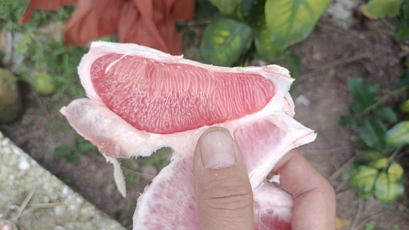 梅州密柚子己上市，三种品种白肉，单红，三红柚，需要的老板
