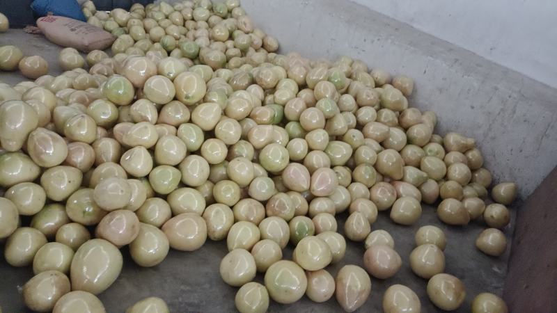 梅州密柚子己上市，三种品种白肉，单红，三红柚，需要的老板