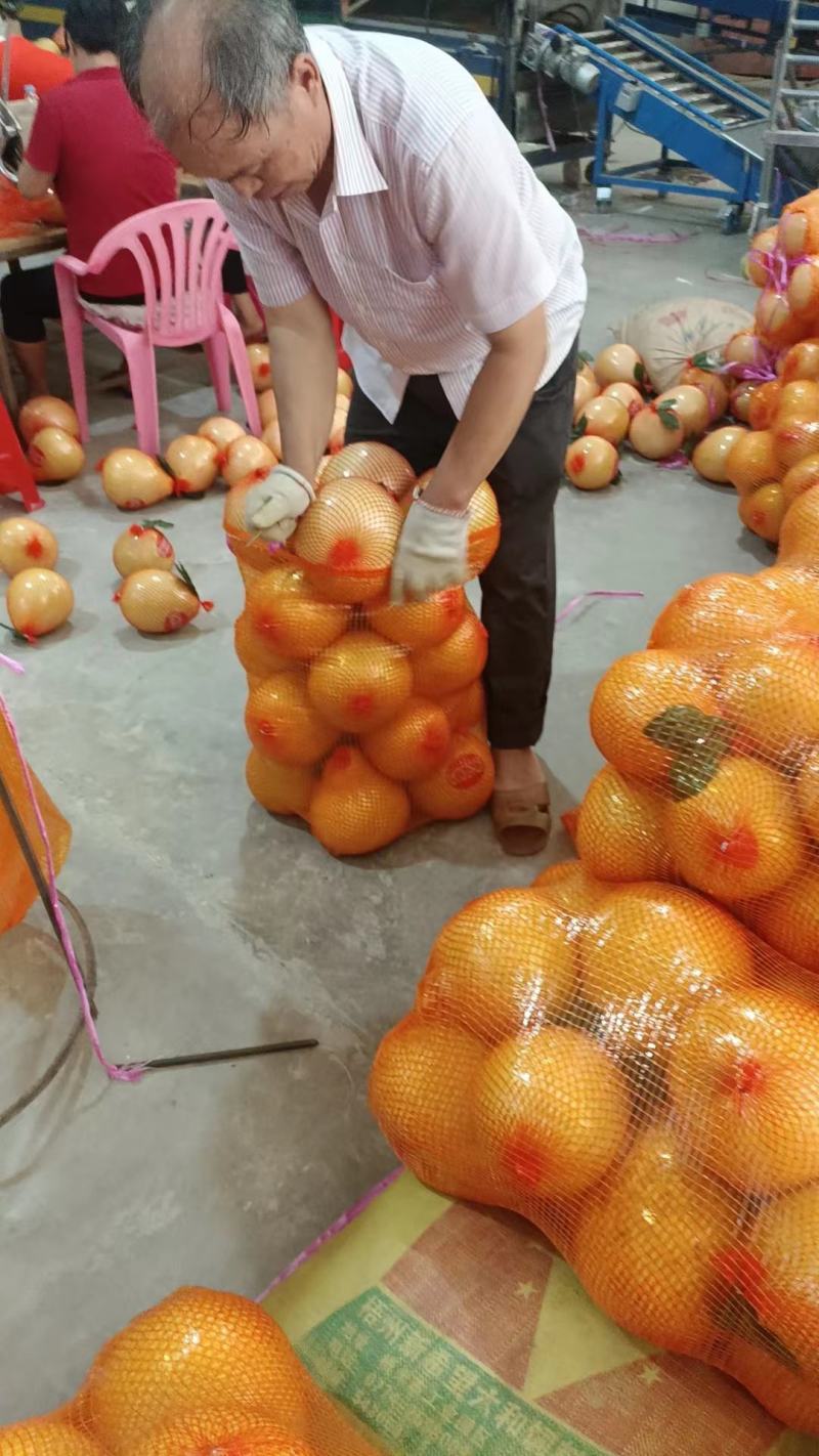 梅州密柚子己上市，三种品种白肉，单红，三红柚，需要的老板