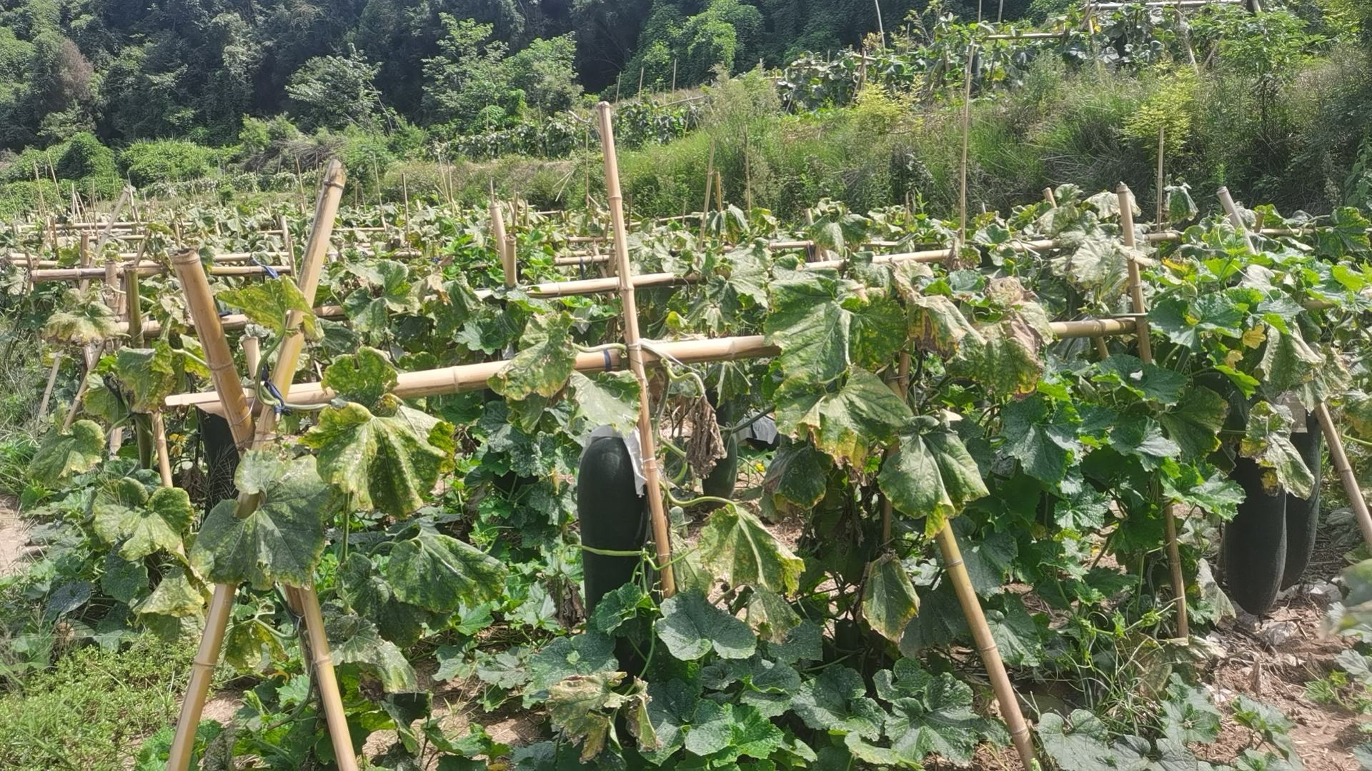一片茂盛的黑皮冬瓜种植基地,藤蔓 sprawling 在田间,叶片宽大浓绿,多个硕大的黑皮冬瓜横卧于地面,表皮呈深墨绿色,阳光照射下有轻微反光,农民正在田中巡查,背景为热带乡村环境 黑皮冬瓜田间生长实景