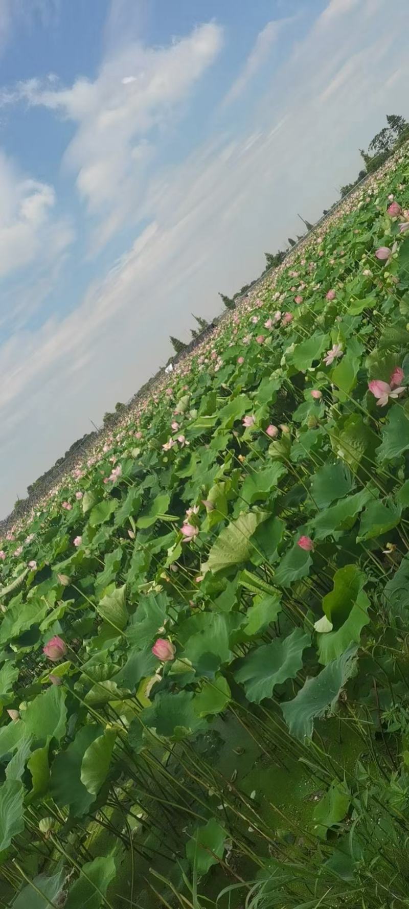 水果鲜莲蓬原产地直发全国各地电商平台商超批发商社区团购