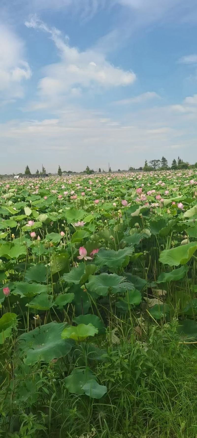 水果鲜莲蓬原产地直发全国各地电商平台商超批发商社区团购