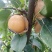晚秋黄梨