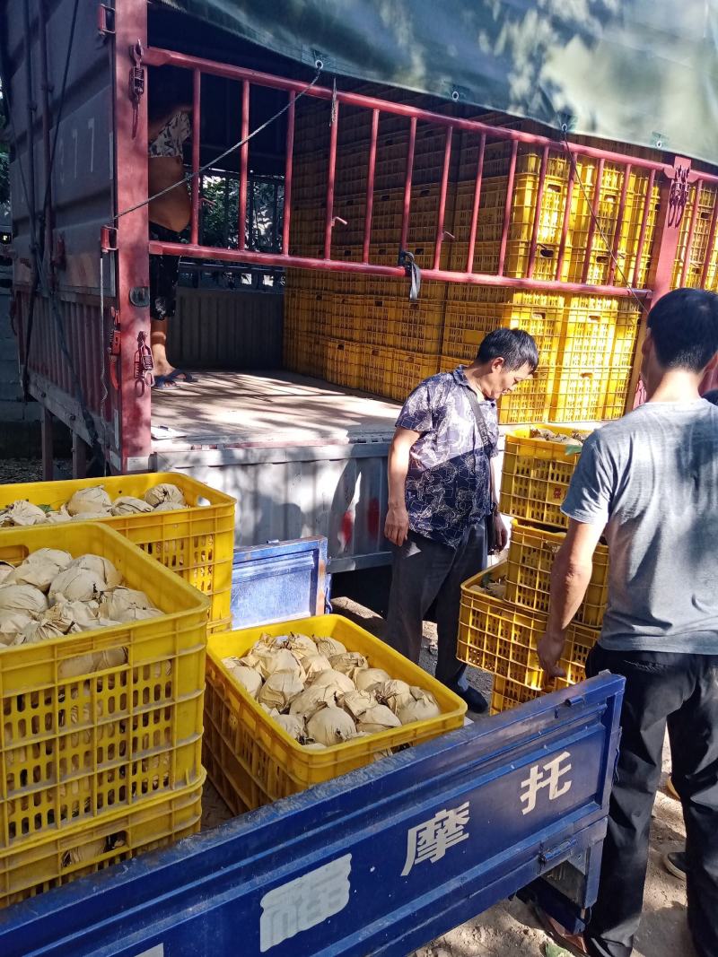 晚秋黄梨