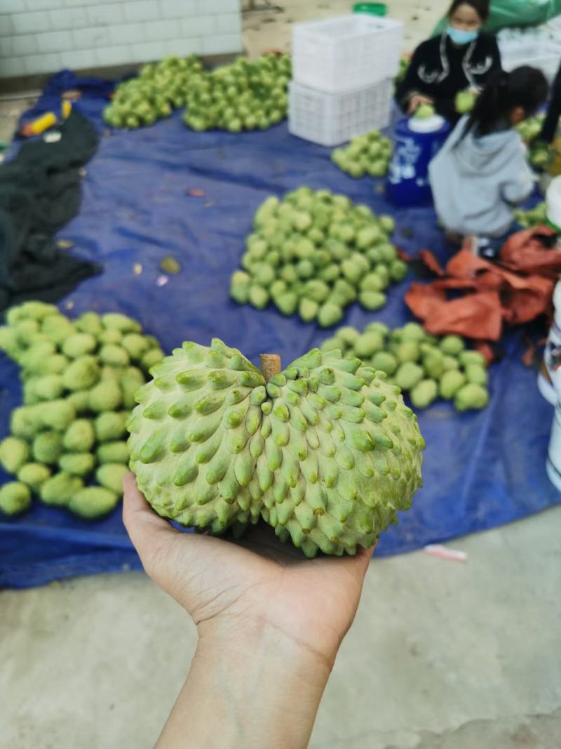 释迦果