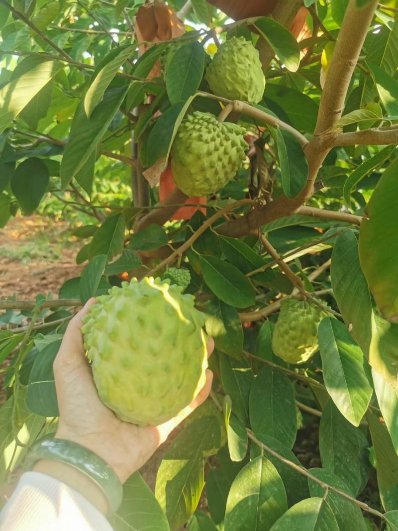 释迦果