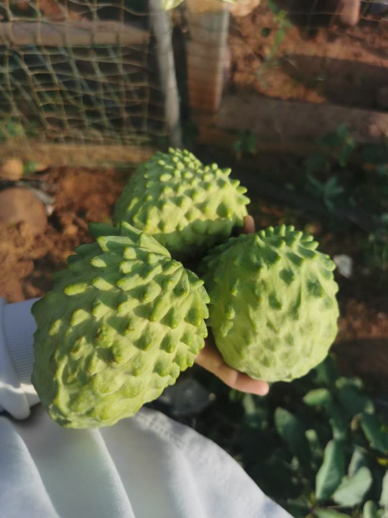 释迦果