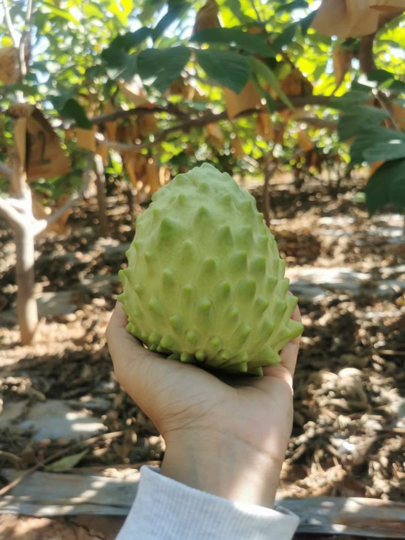 释迦果