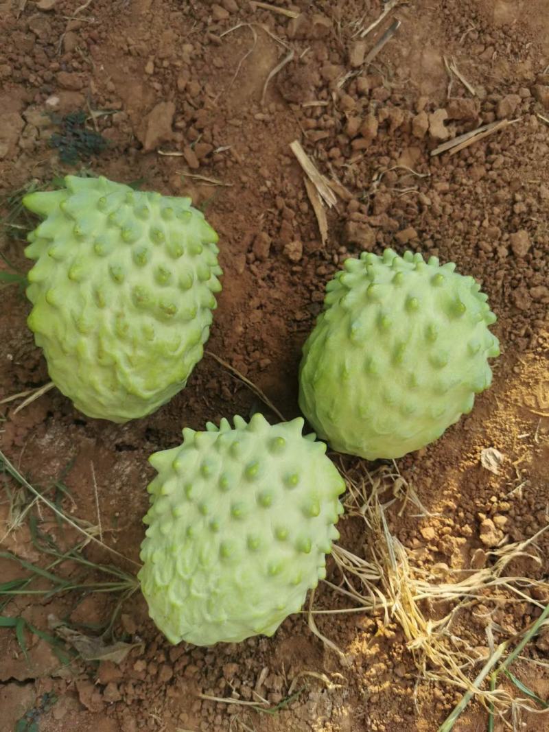 释迦果