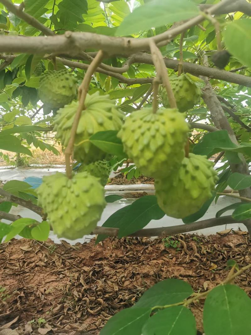 释迦果