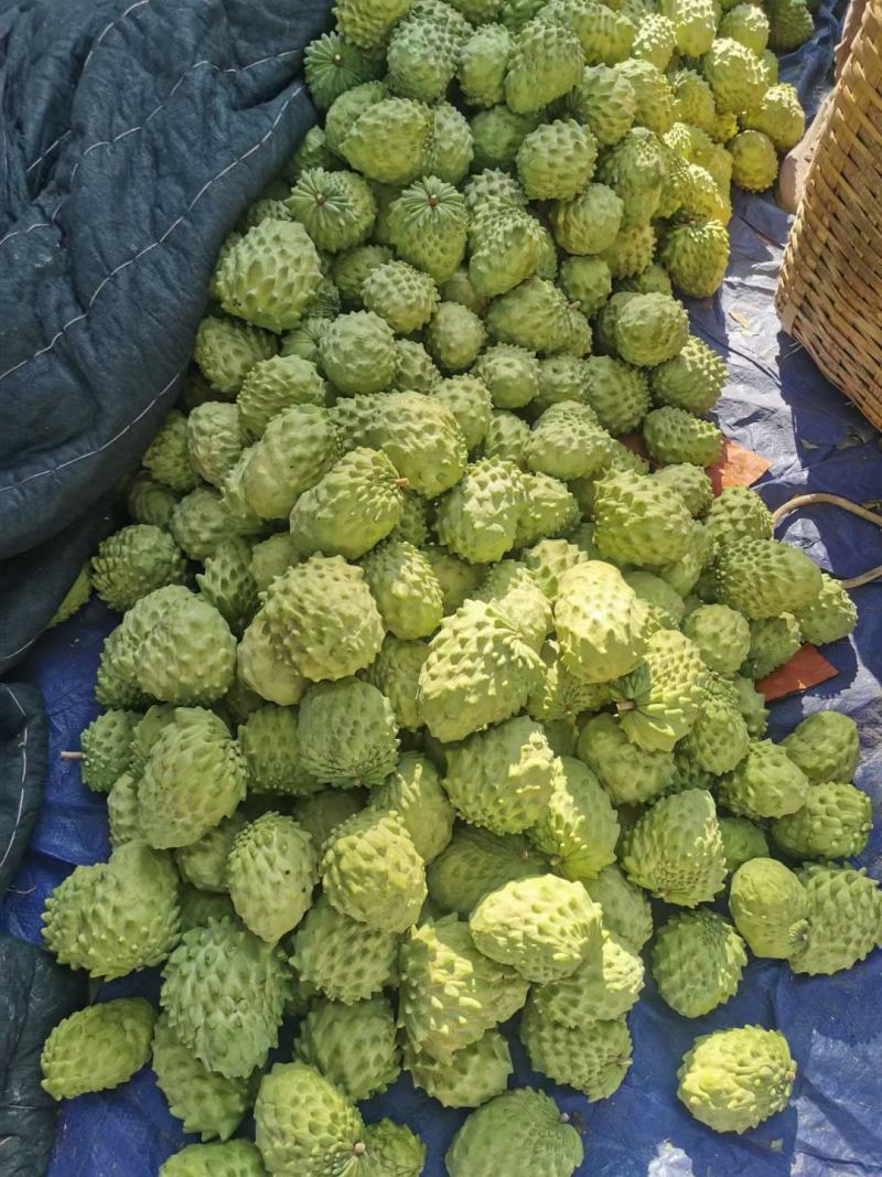 释迦果