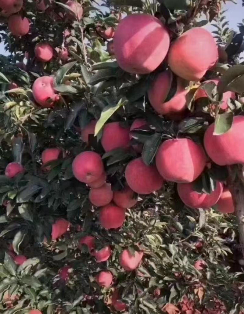 红星苹果产地供应保质保量中秋礼品包装欢迎采购