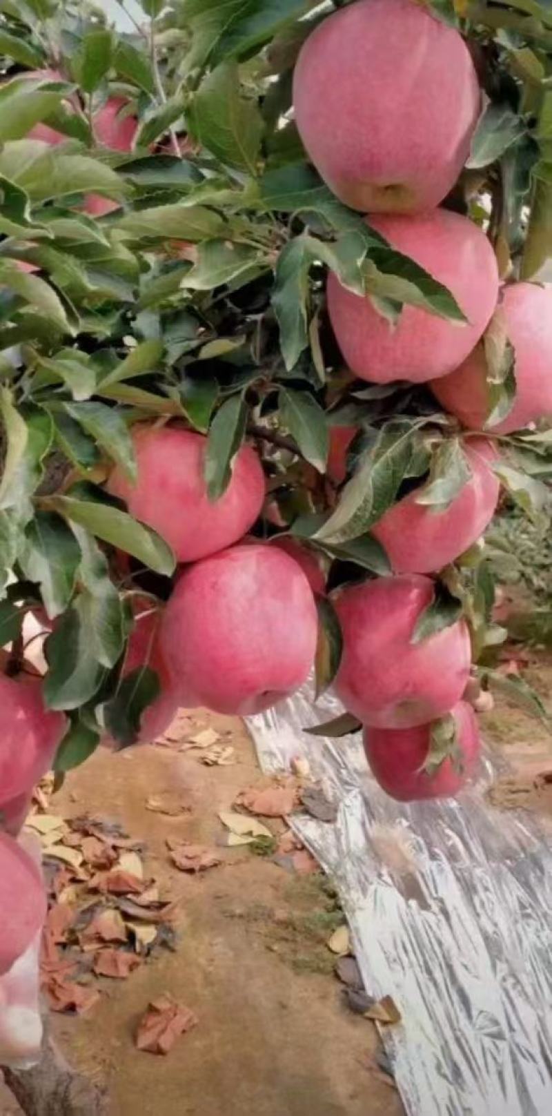 红星苹果产地供应保质保量中秋礼品包装欢迎采购