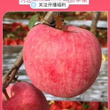 红富士苹果