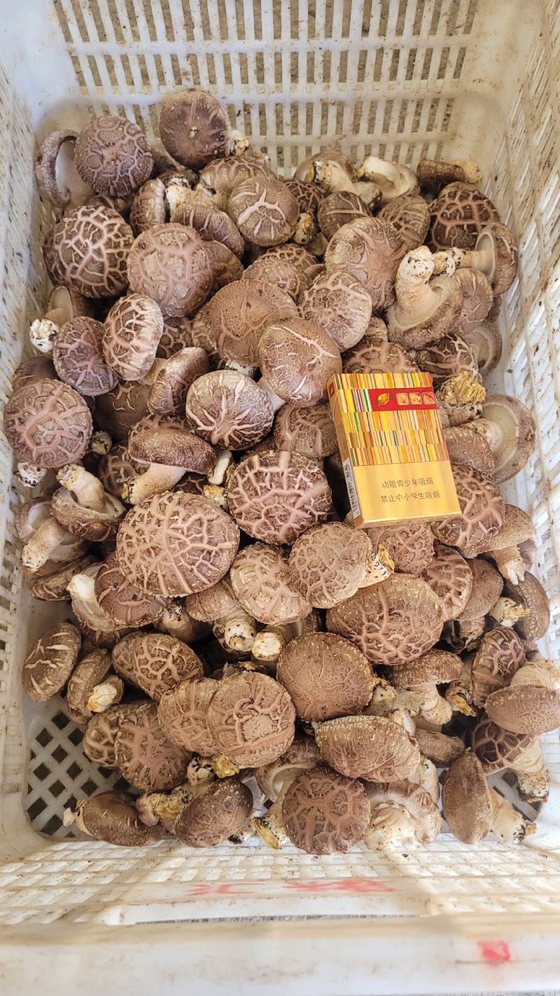 七河香菇品种，产地直发，价格优惠，大菇/中菇有货