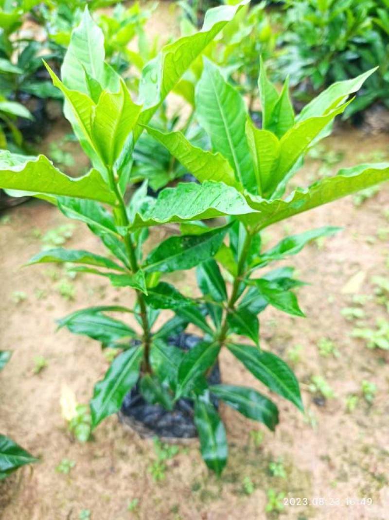 长春花翠芦莉七彩黄蝉连翘朱槿龙船花栀子花
