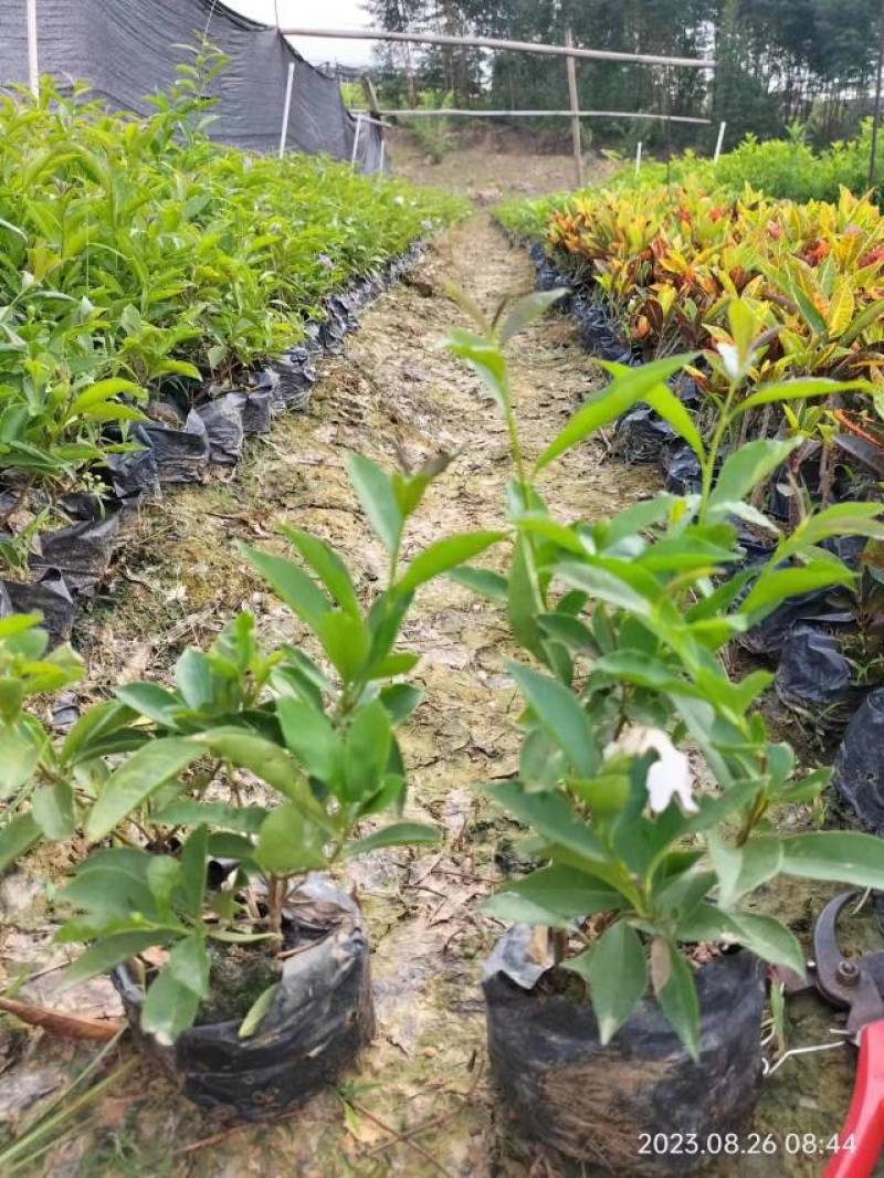 长春花翠芦莉七彩黄蝉连翘朱槿龙船花栀子花