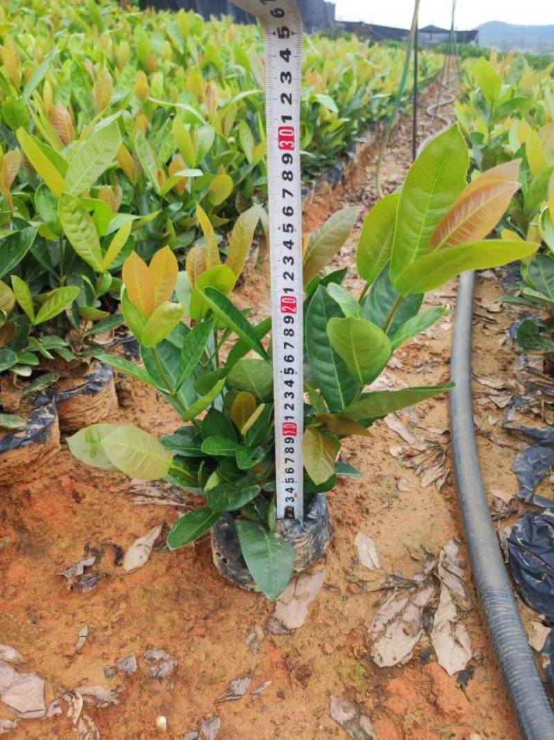 长春花翠芦莉七彩黄蝉连翘朱槿龙船花栀子花