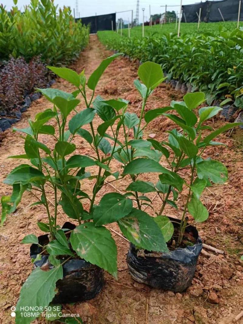 长春花翠芦莉七彩黄蝉连翘朱槿龙船花栀子花
