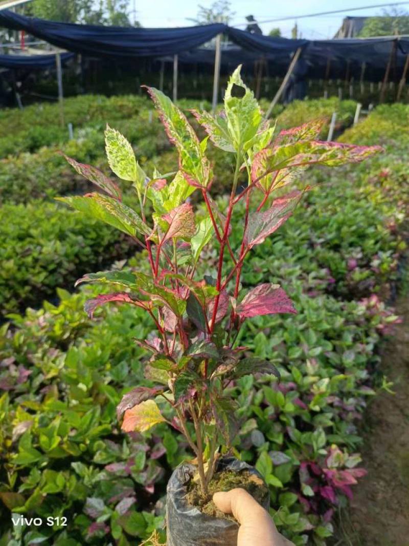 长春花翠芦莉七彩黄蝉连翘朱槿龙船花栀子花