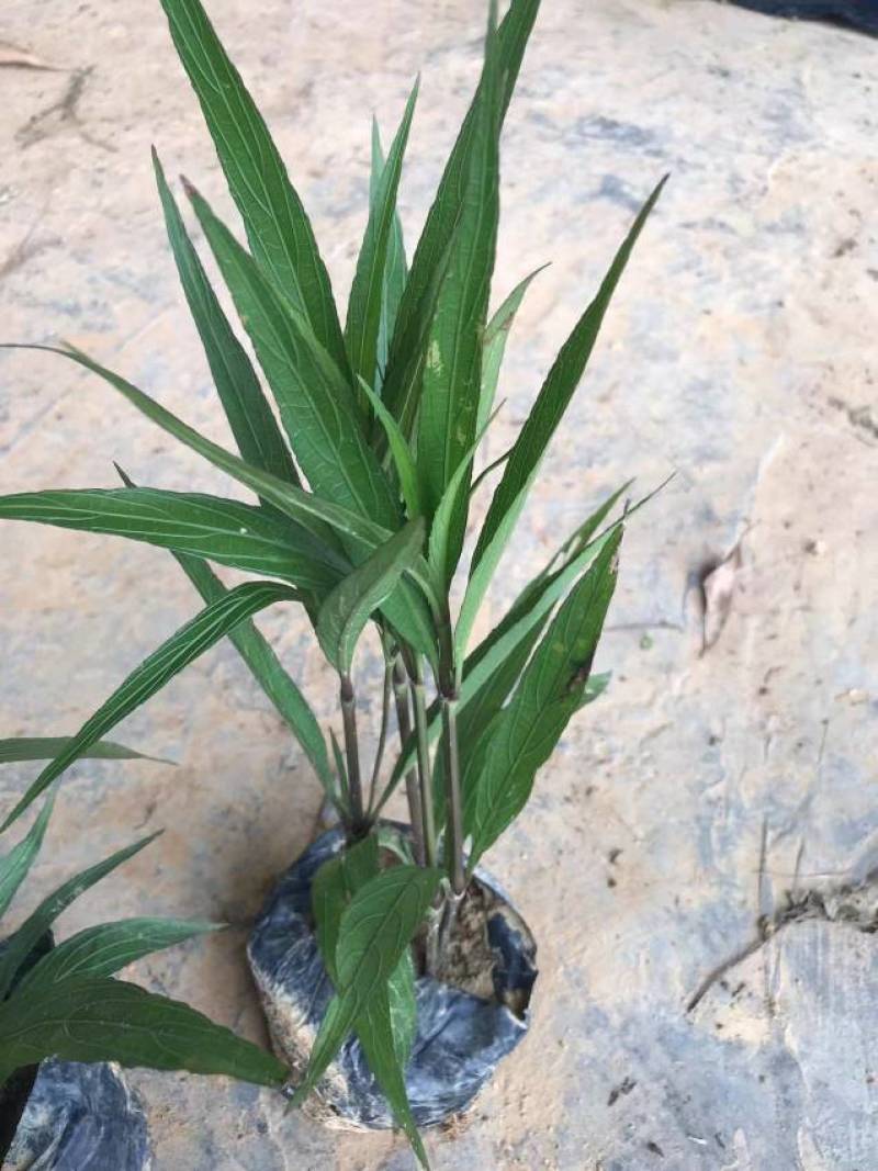 长春花翠芦莉七彩黄蝉连翘朱槿龙船花栀子花