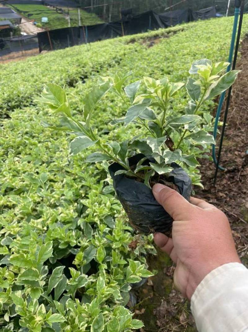 长春花翠芦莉七彩黄蝉连翘朱槿龙船花栀子花