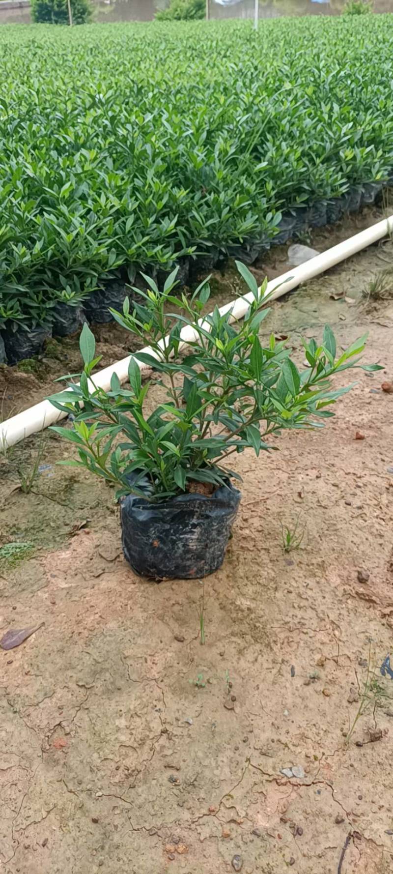长春花翠芦莉七彩黄蝉连翘朱槿龙船花栀子花
