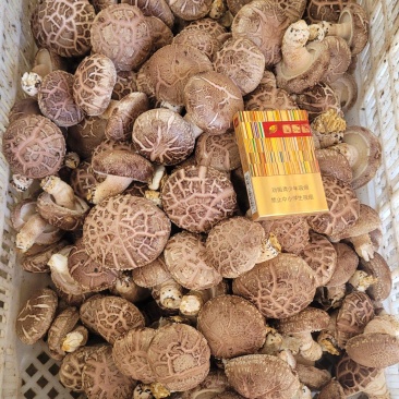七河香菇品种，产地直发，价格优惠，大菇/中菇有货