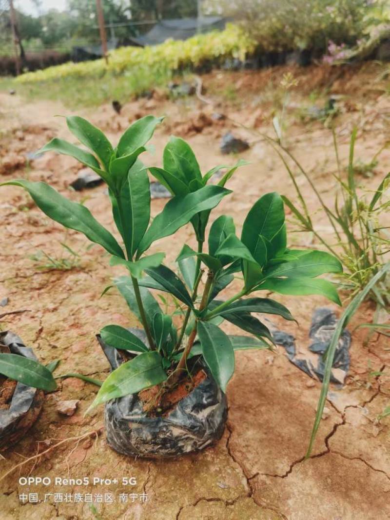 长春花翠芦莉七彩黄蝉连翘朱槿龙船花栀子花