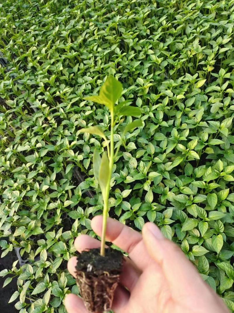 辣椒苗大量上市了价格优惠品质保证。