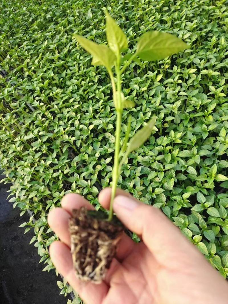辣椒苗大量上市了价格优惠品质保证。