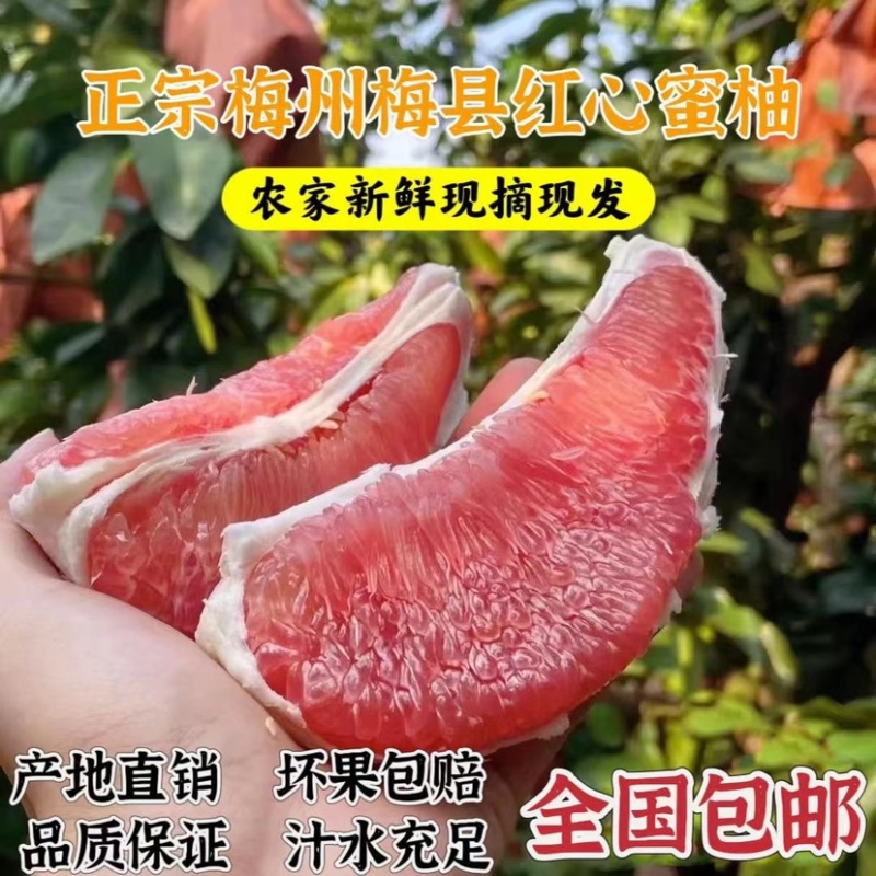 正宗梅州红心蜜柚红肉蜜柚一件代发