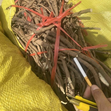 急售一车牡丹根现货