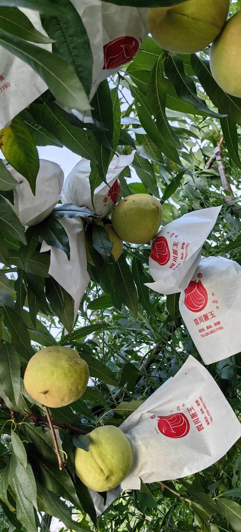 红花大果鹰嘴桃树苗中晚熟产量高口感香脆浓甜