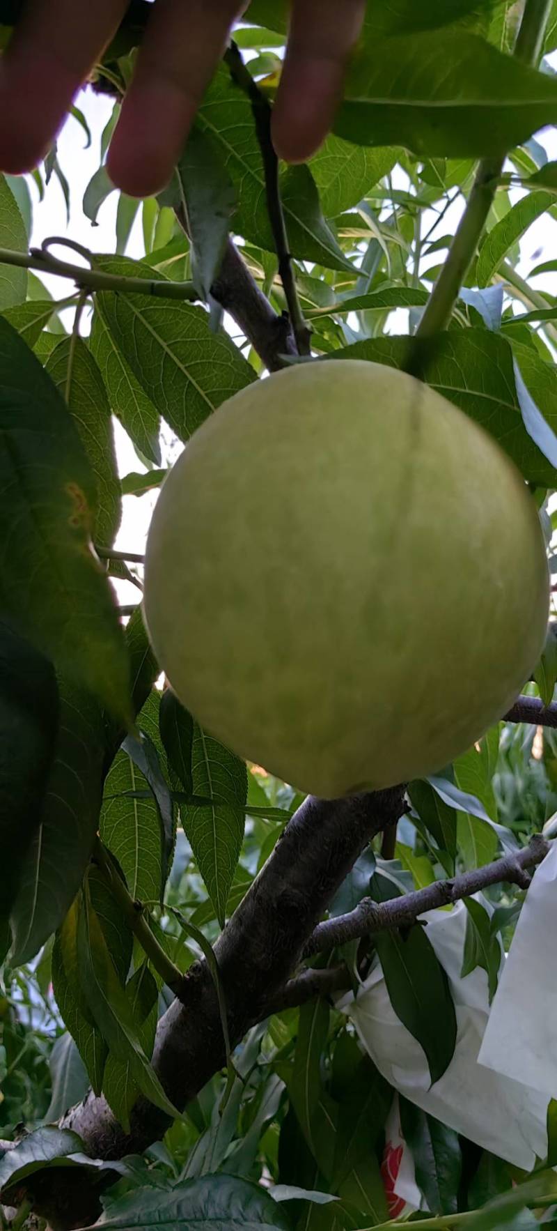 红花大果鹰嘴桃树苗中晚熟产量高口感香脆浓甜