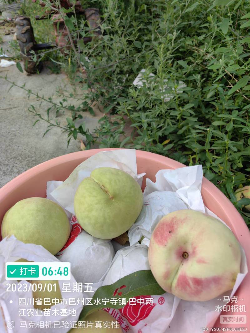 红花大果鹰嘴桃树苗中晚熟产量高口感香脆浓甜