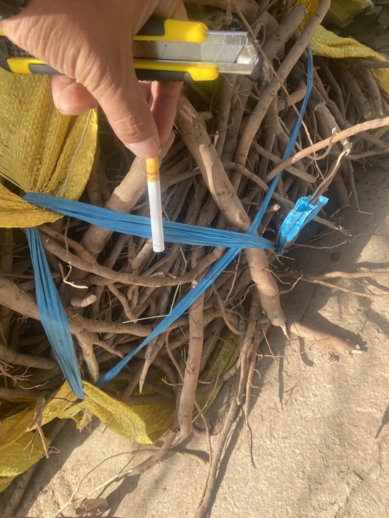 急售一车牡丹根现货