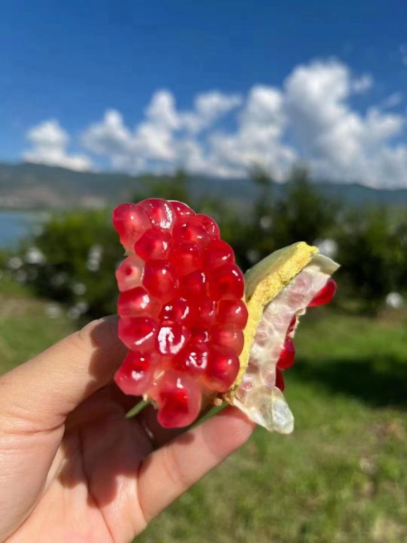 突尼斯软籽石榴